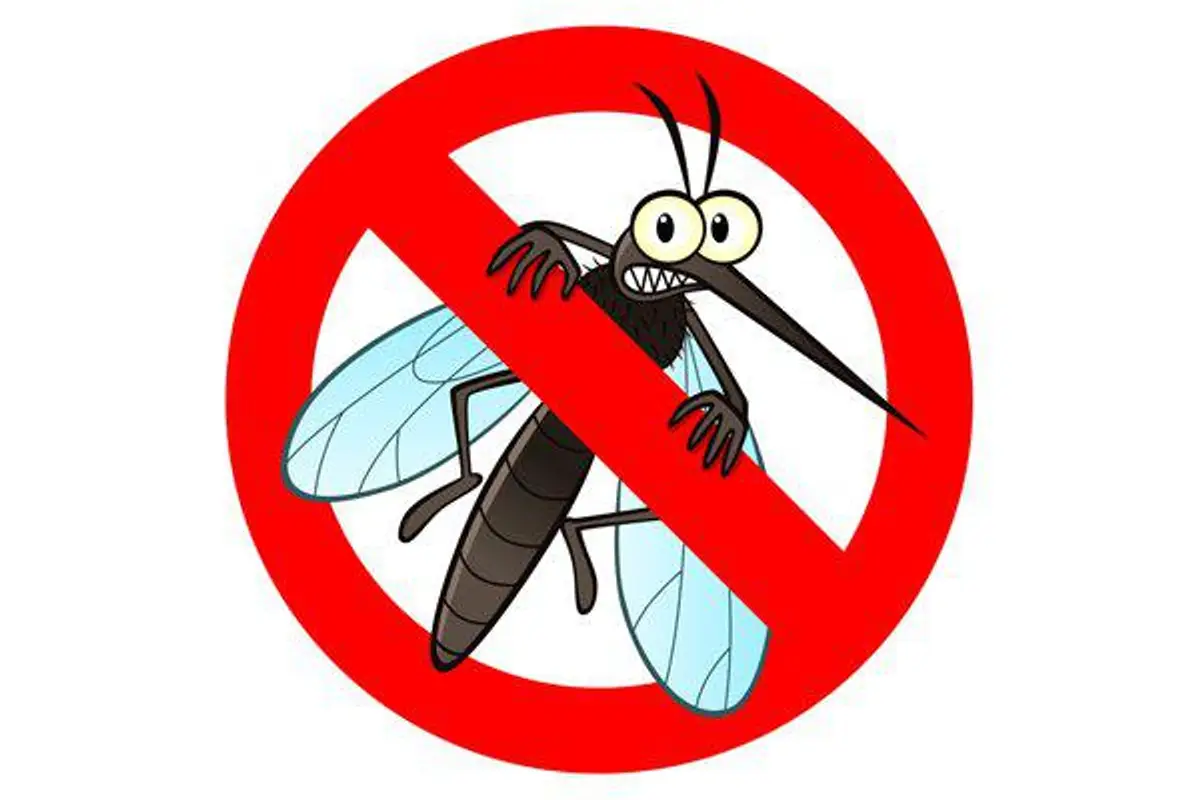 mosquito cartoon image
